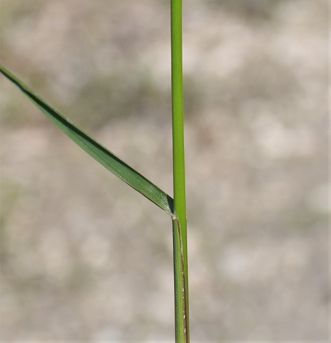 Изображение особи семейство Poaceae.