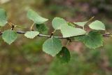 Betula czerepanovii