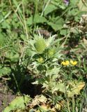 Eryngium giganteum. Верхушка расцветающего растения. Республика Адыгея, Майкопский р-н, окраина карьера компании \"Волма\", луг. 29 июля 2022 г.