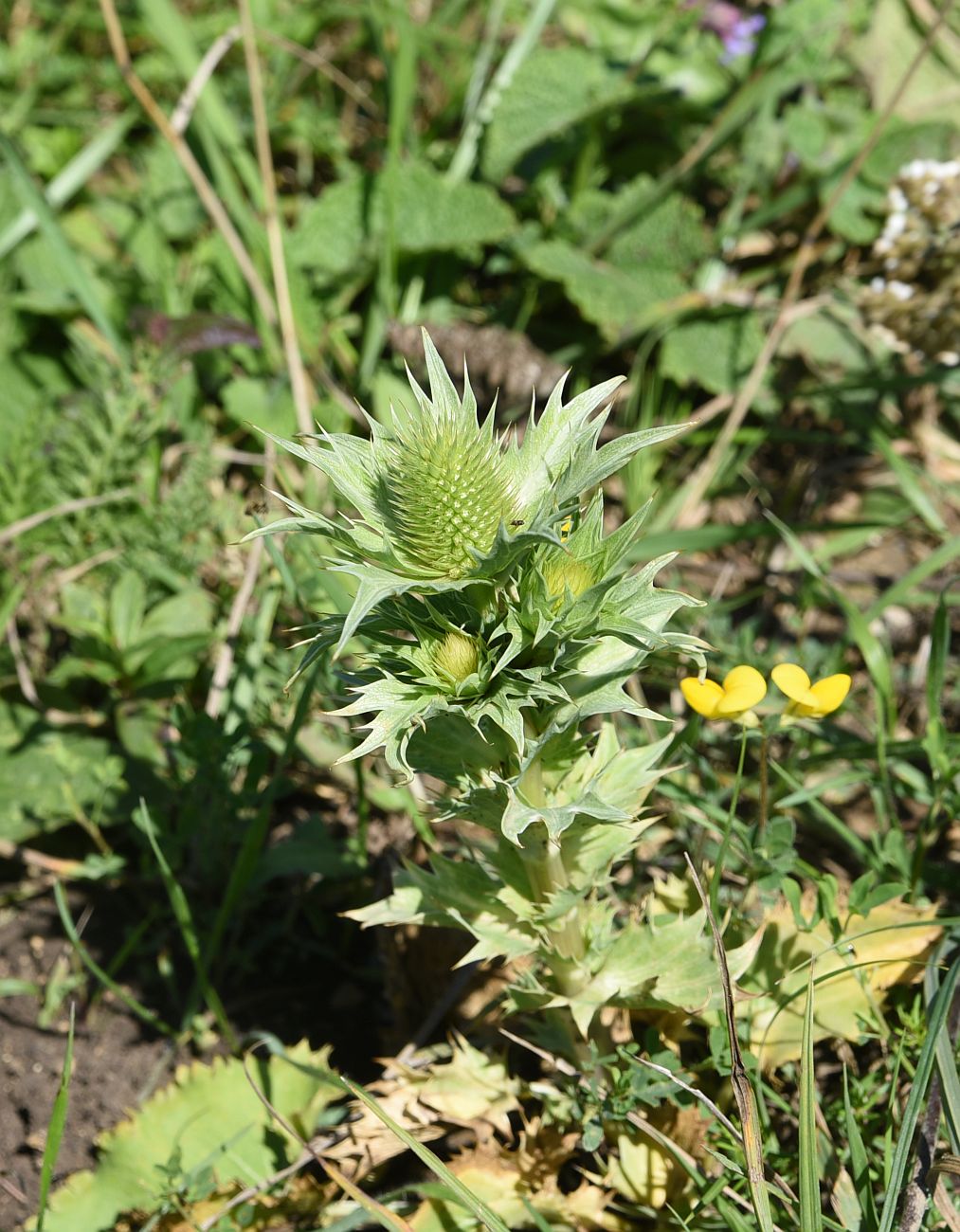 Image of Eryngium giganteum specimen.