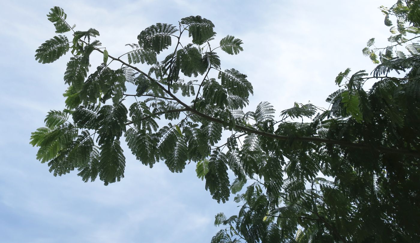 Image of Albizia julibrissin specimen.