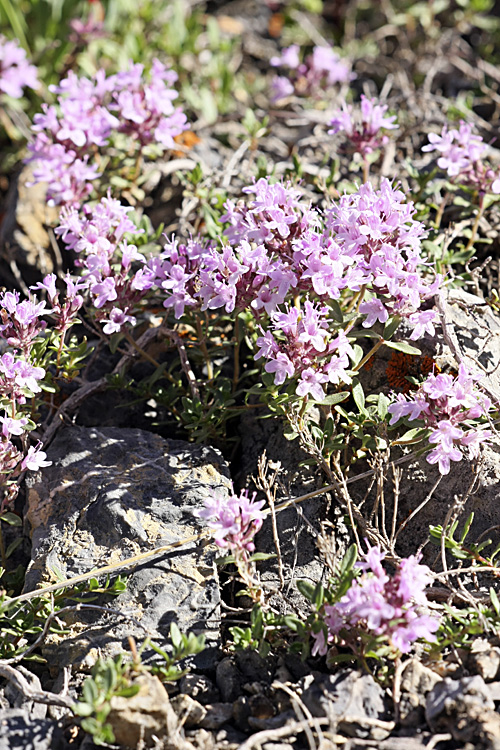 Изображение особи Thymus incertus.