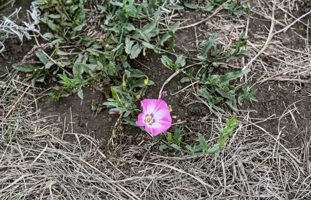 Изображение особи Convolvulus chinensis.