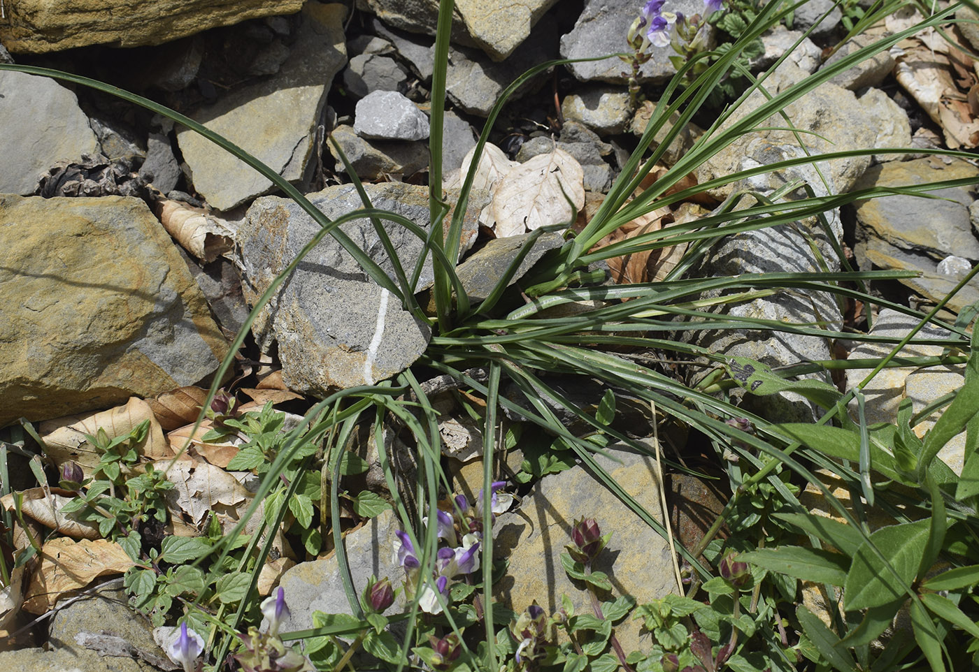 Image of Tragopogon crocifolius specimen.