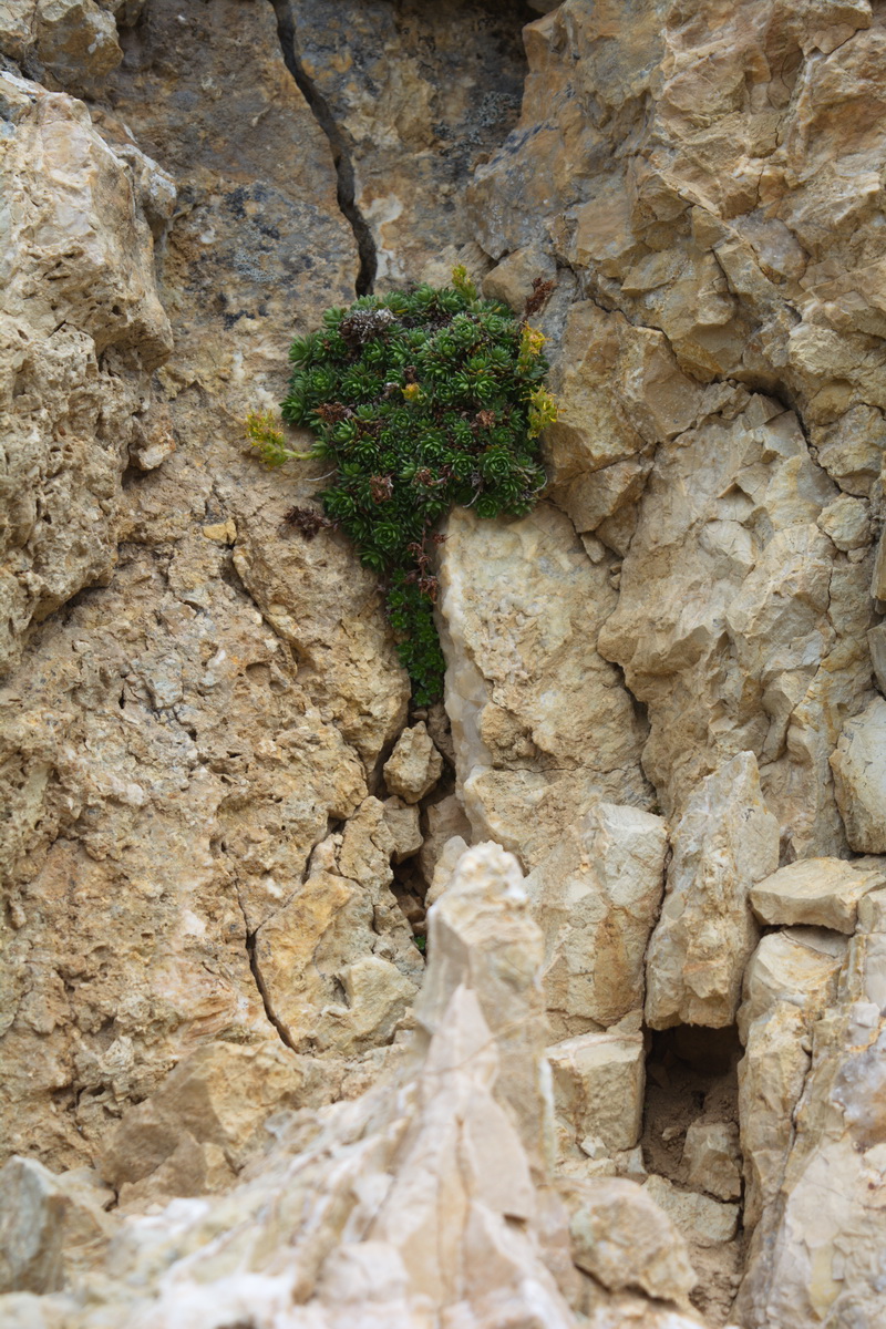 Image of genus Saxifraga specimen.