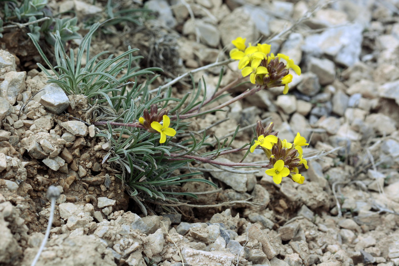 Изображение особи Erysimum humillimum.