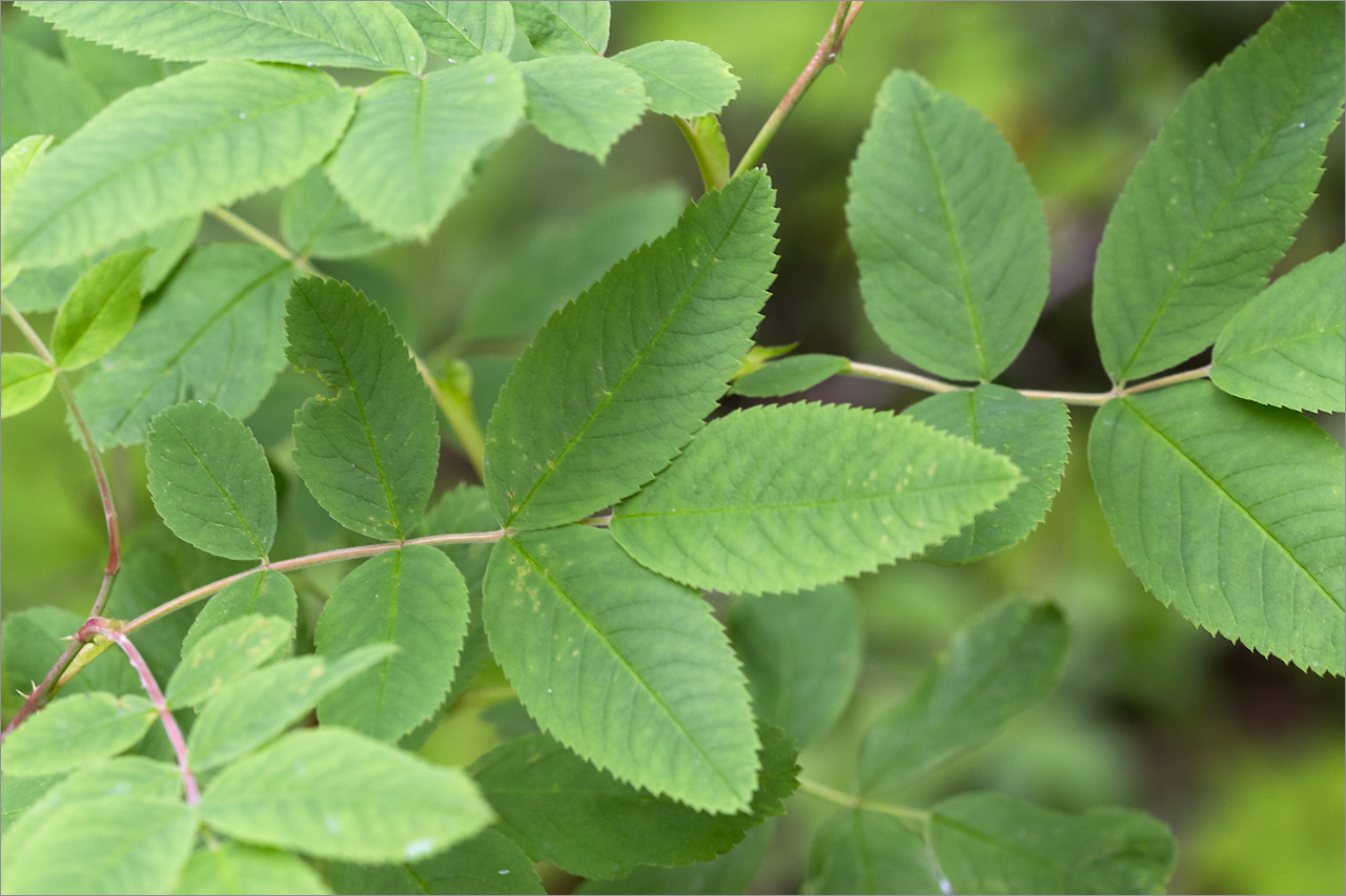 Изображение особи Rosa cinnamomea.