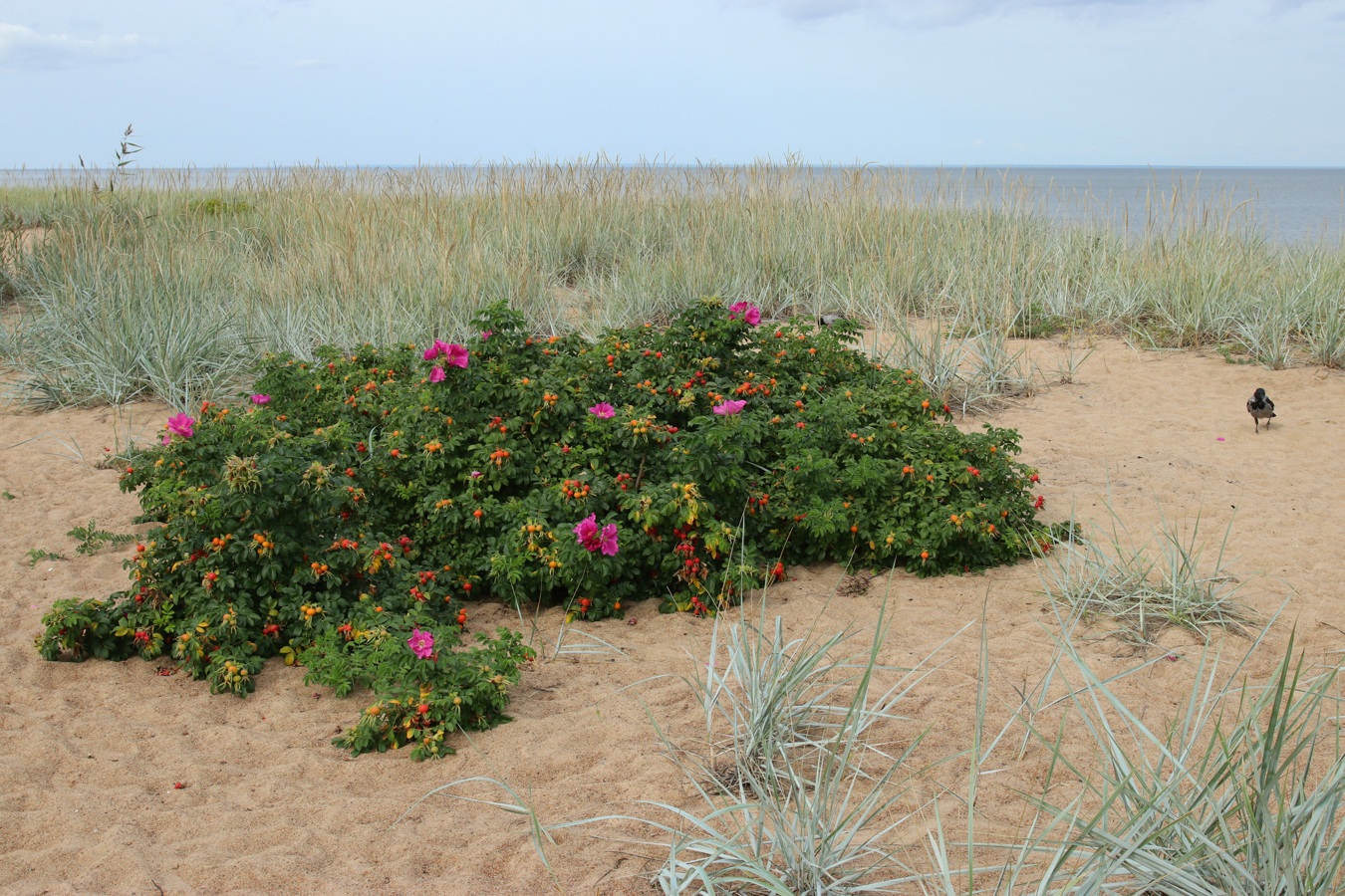 Изображение особи Rosa rugosa.