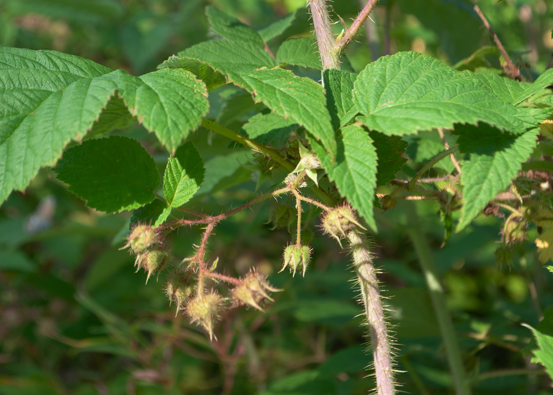 Изображение особи Rubus matsumuranus.