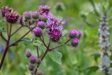 genus Arctium. Верхушка побега с соцветиями на разных стадиях развития и кормящимся насекомым. Чечня, Веденский р-н, с. Хой, ≈ 1800 м н.у.м., луговой склон. 25.07.2022.