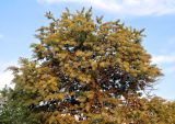 Смотреть изображение Acacia baileyana