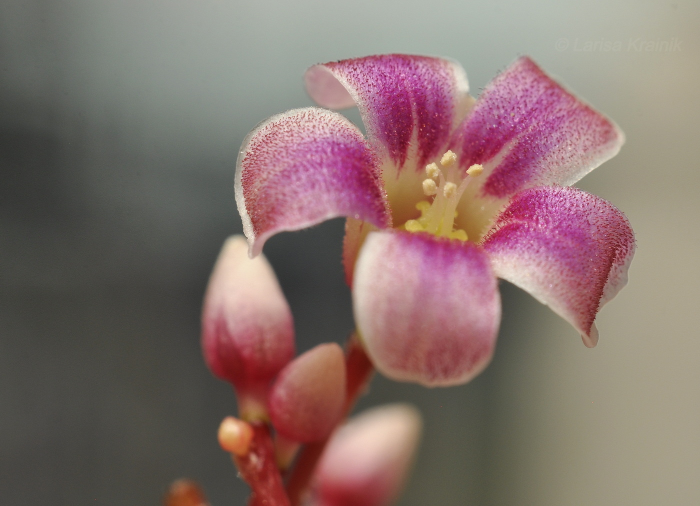 Image of Averrhoa carambola specimen.