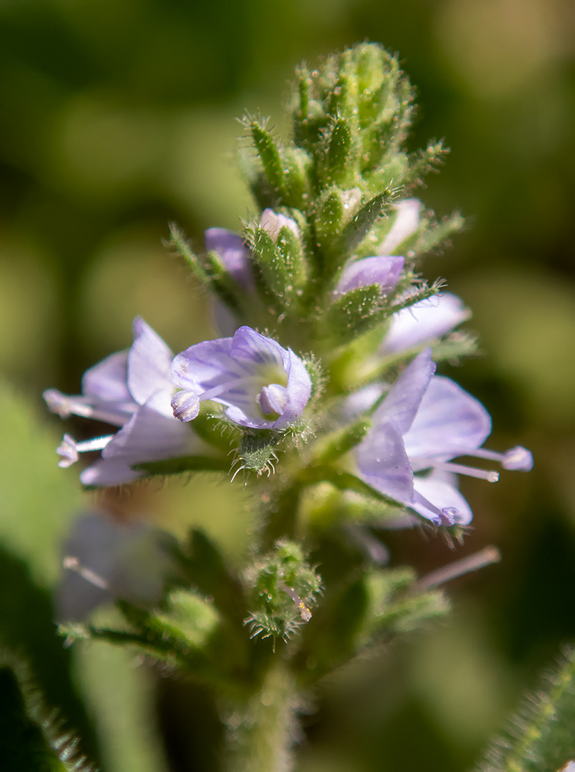 Image of Veronica officinalis specimen.