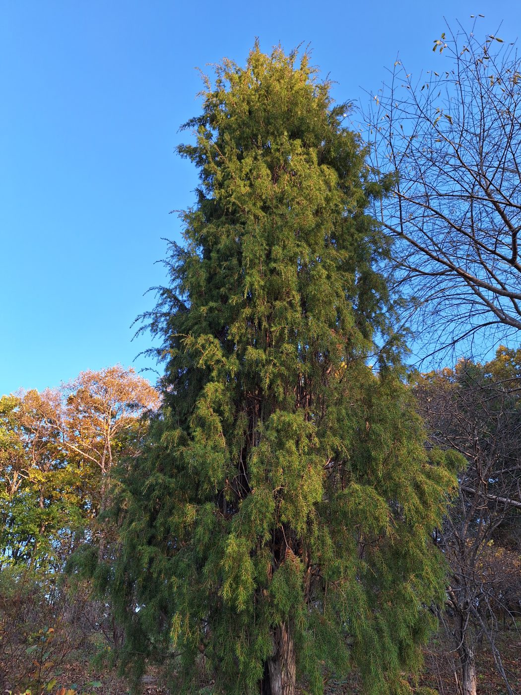 Изображение особи Juniperus rigida.