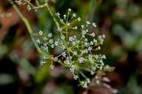 Falcaria vulgaris