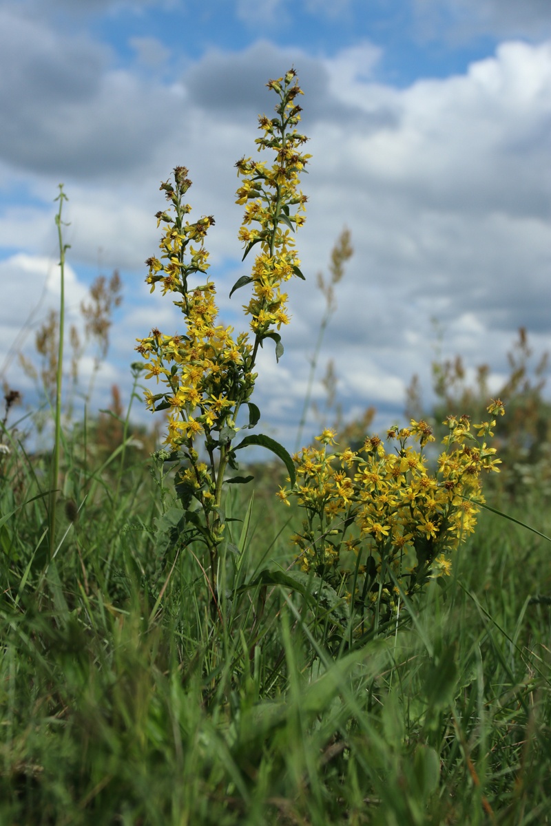 Image of Solidago virgaurea specimen.