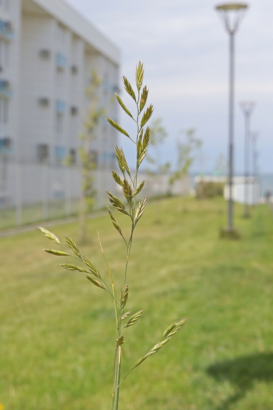 Изображение особи Festuca heteromalla.