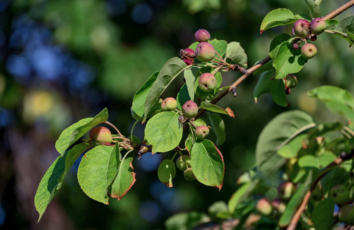 Image of genus Malus specimen.