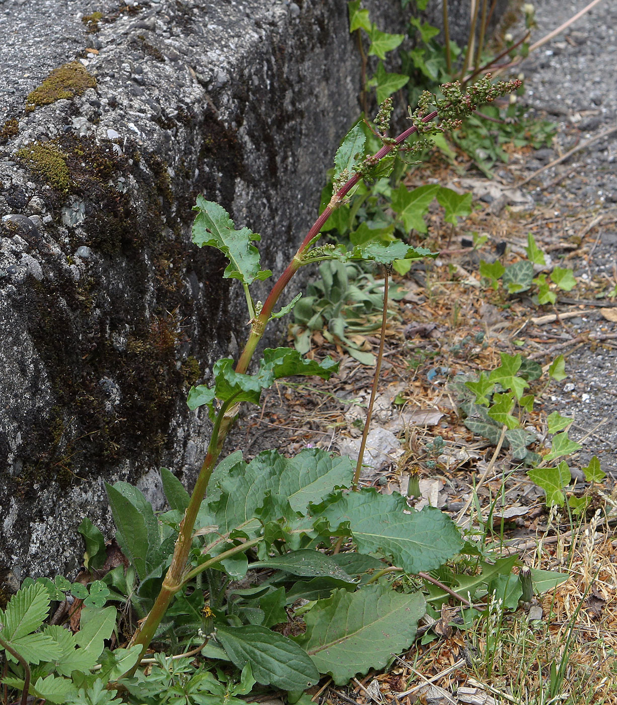 Image of genus Rumex specimen.