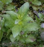 Veronica anagallis-aquatica