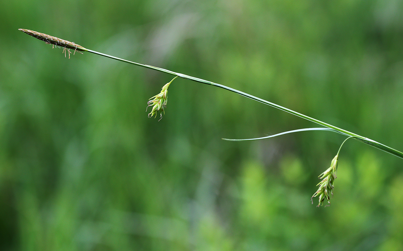 Image of Carex nikolskensis specimen.