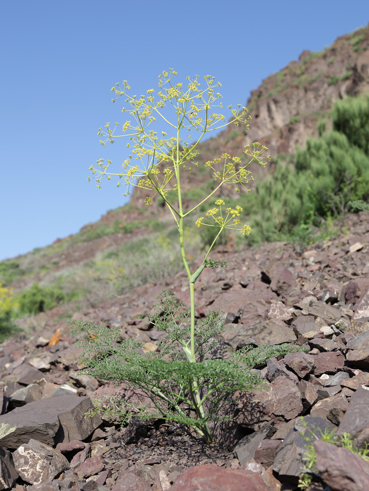 Изображение особи Ferula ovina.