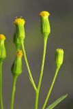 Senecio dubitabilis