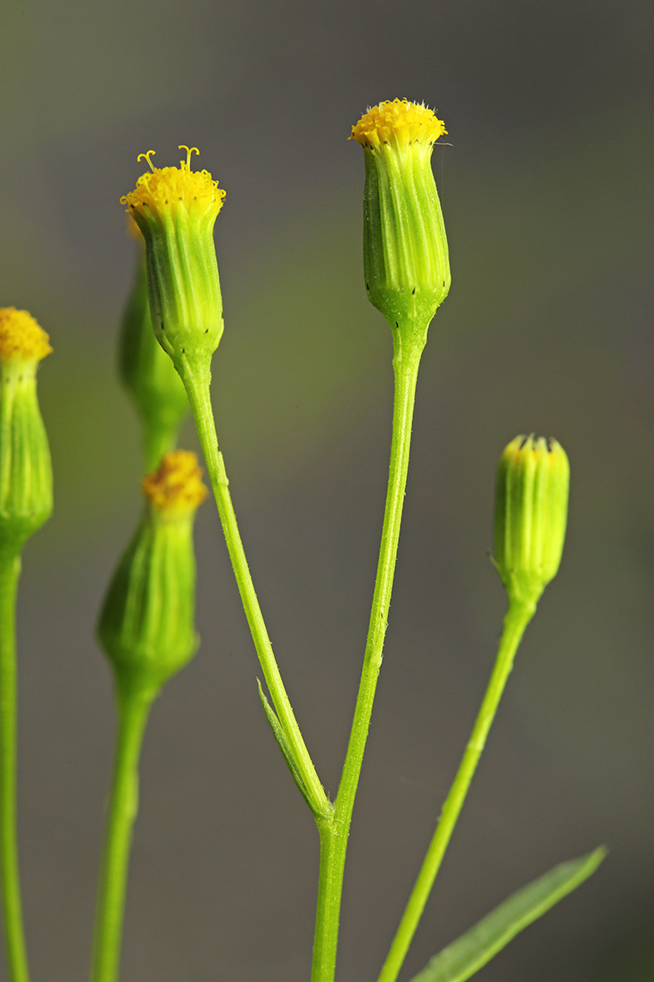 Изображение особи Senecio dubitabilis.