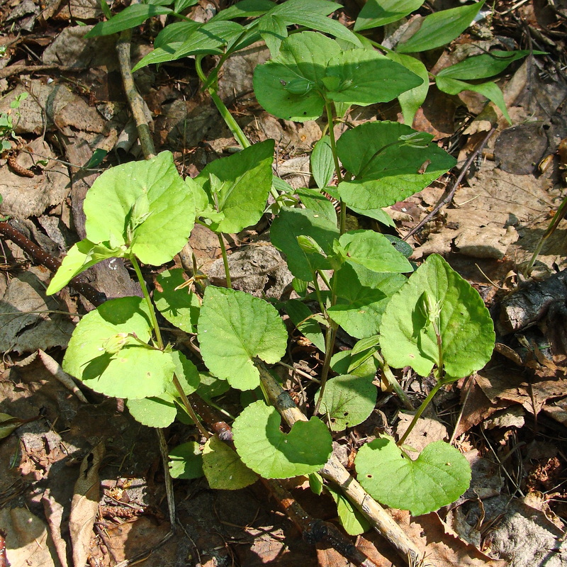 Изображение особи Viola sacchalinensis.