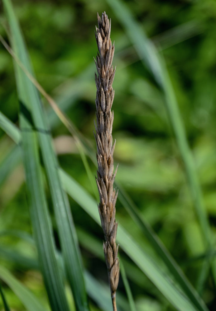 Image of Leymus mollis specimen.