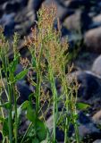 Rumex acetosa