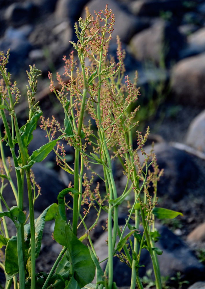 Изображение особи Rumex acetosa.