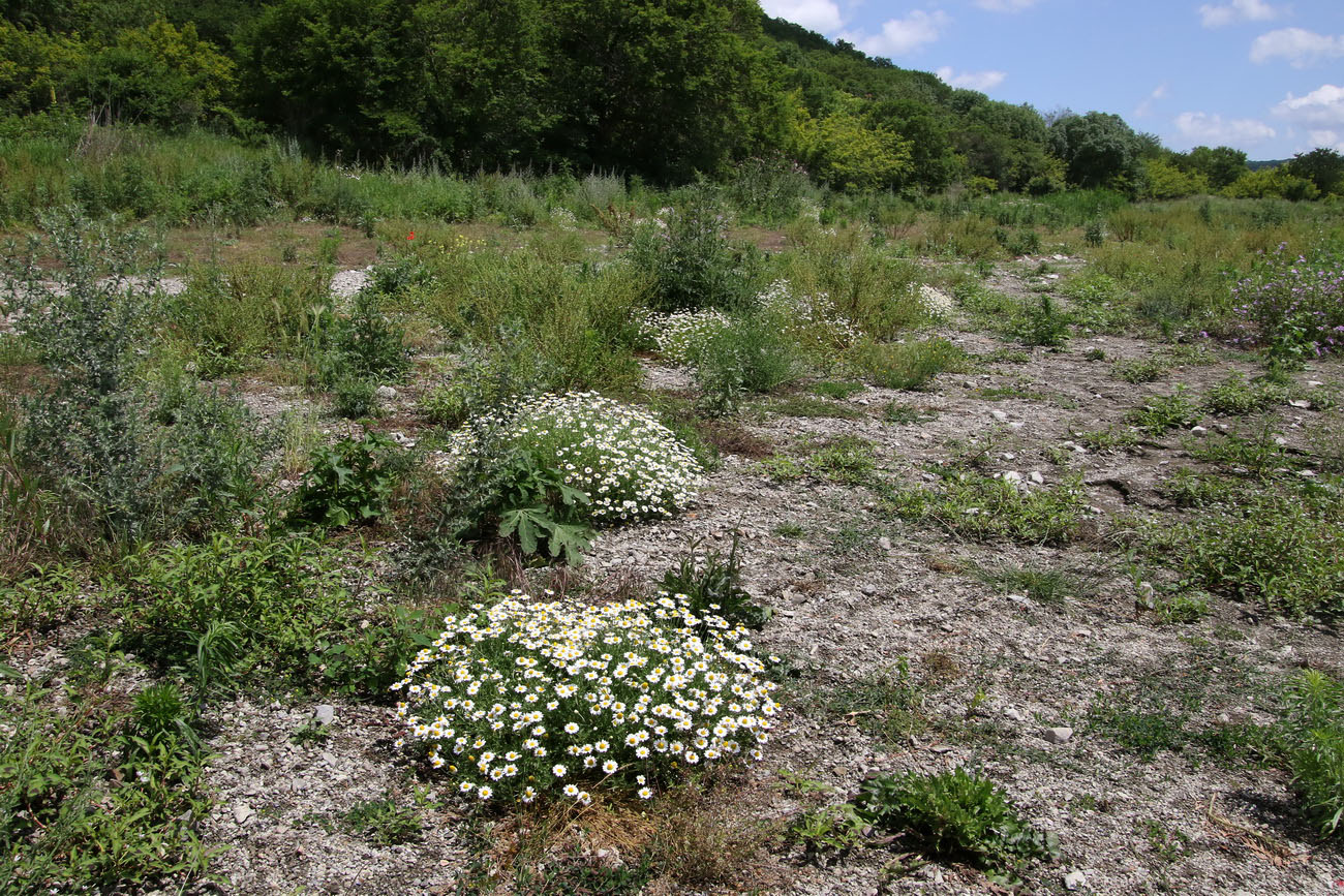 Изображение особи Anthemis ruthenica.