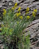 Galium verum. Цветущее растение. Оренбургская обл., Гайский гор. округ, Губерлинские горы, ущелье руч. Султан-Гужа, на скале. 03.07.2023.