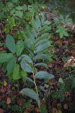 Polygonatum multiflorum. Плодоносящий побег (вид на абаксиальную поверхность листьев). Калужская обл., Ульяновский р-н, окр. дороги от дер. Ягодное до руч. Дубенка, смешанный лес. 29 августа 2024 г.