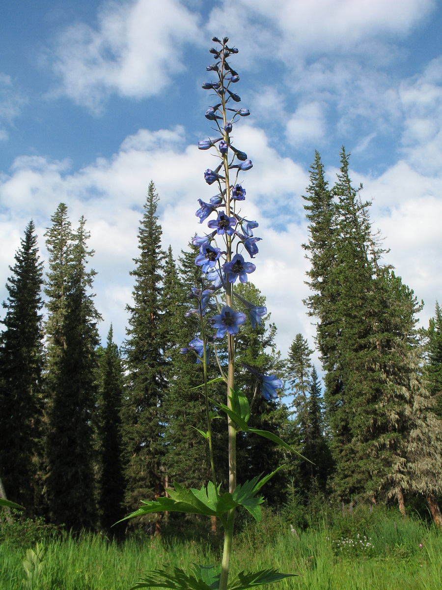 Image of Delphinium elatum specimen.