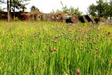 Allium schoenoprasum