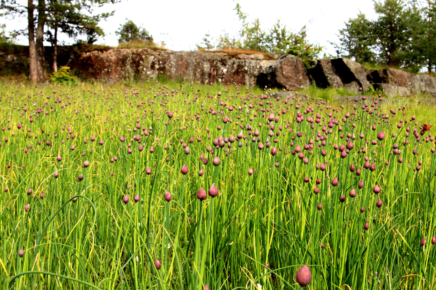 Image of Allium schoenoprasum specimen.