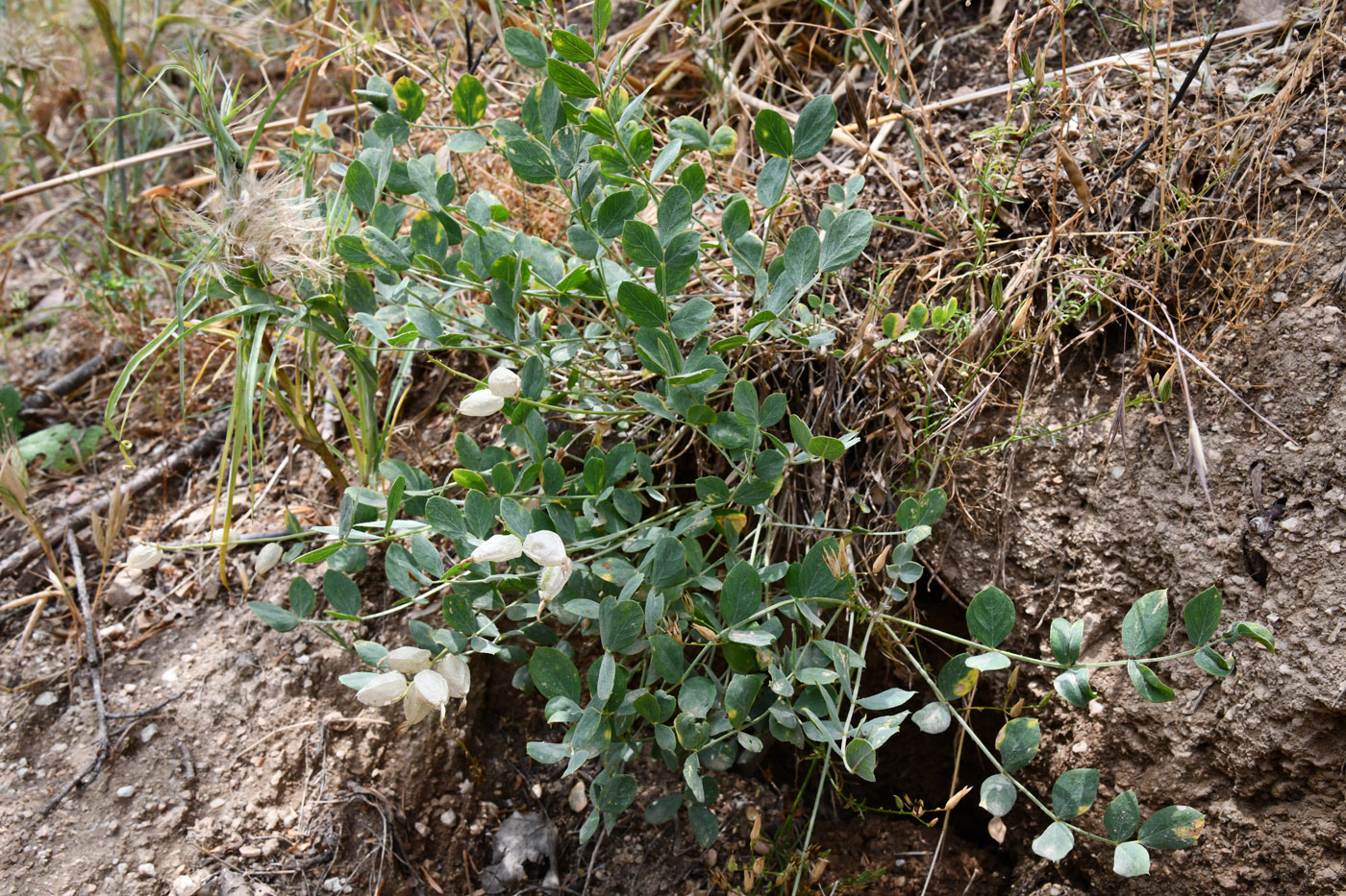 Image of Astragalus heterotrichus specimen.