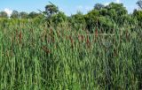 Typha angustifolia. Верхушки цветущих растений. Ярославская обл., г. Ярославль, устье р. Которосль, берег реки, у воды. 02.07.2024.