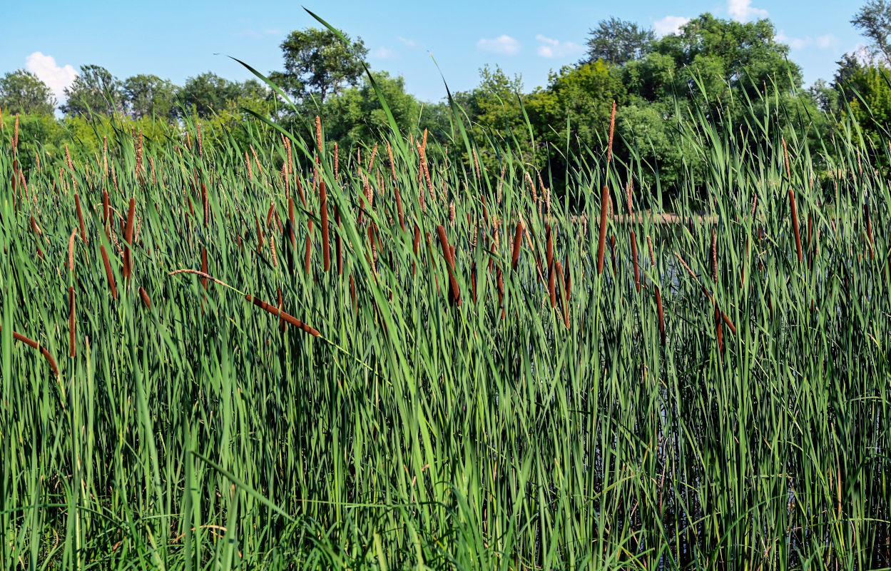 Изображение особи Typha angustifolia.