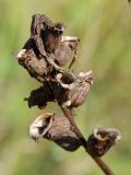 Pedicularis palustris. Часть соплодия с вскрывшимися высохшими плодами. Белоруссия, Витебская обл., окр. пос. Езерище, сырой луг. 22.08.2010.