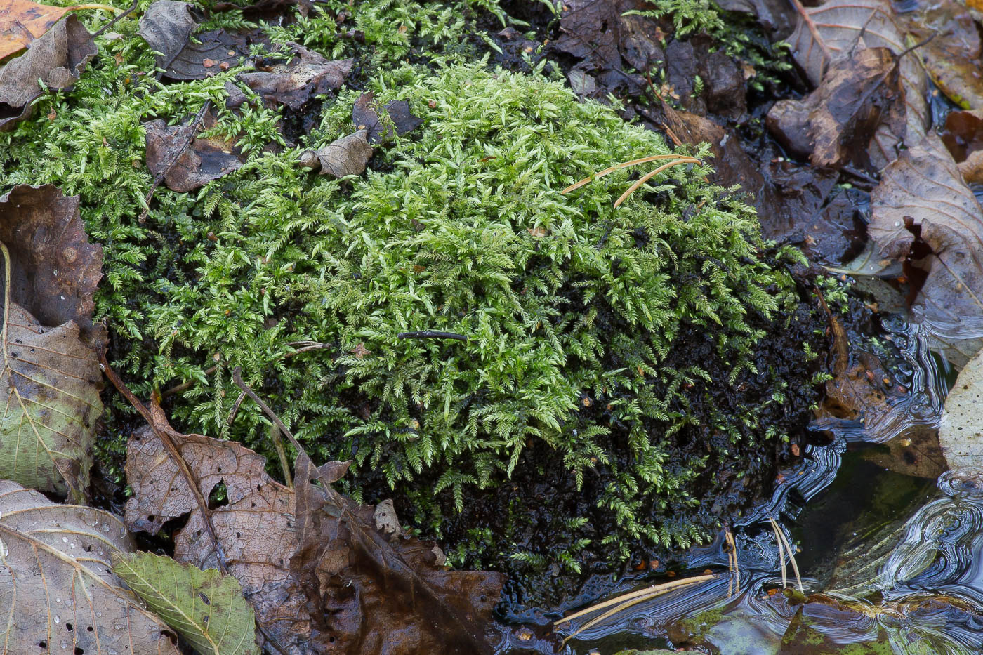 Image of familia Brachytheciaceae specimen.