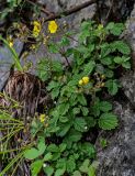 Potentilla ancistrifolia. Цветущее растение. Китай, пров. Хунань, гора Тяньмэнь, опушка смешанного леса, каменистый склон. 09.06.2024.