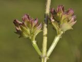 Prunella vulgaris