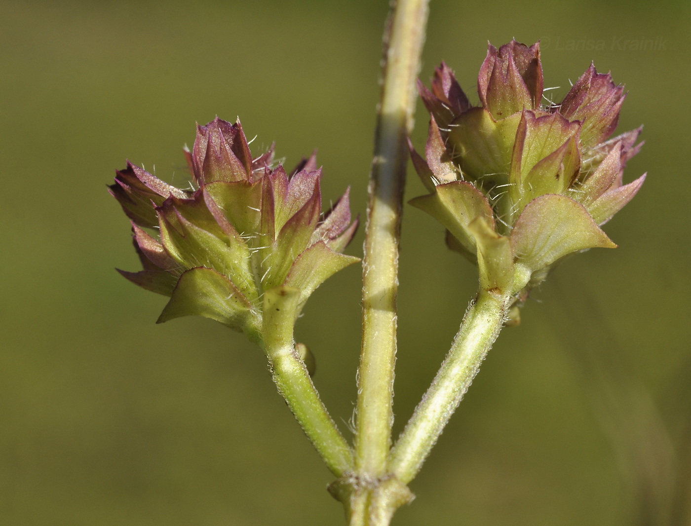 Image of Prunella vulgaris specimen.