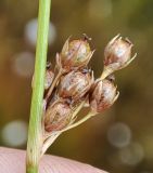 Juncus filiformis
