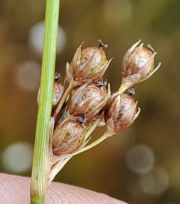 Изображение особи Juncus filiformis.