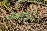 View full-size image Astragalus dolichophyllus