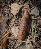 Смотреть изображение Picea obovata